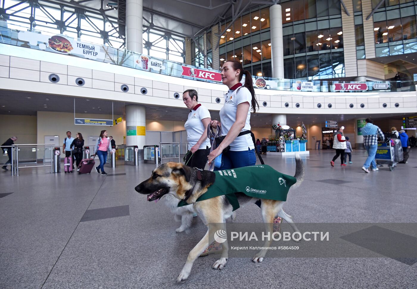 Акция "Обними друга перед полетом" в Домодедово