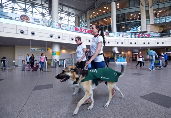 Акция "Обними друга перед полетом" в Домодедово
