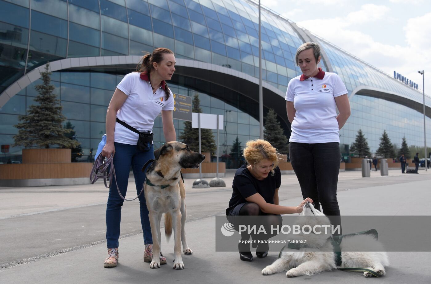 Акция "Обними друга перед полетом" в Домодедово