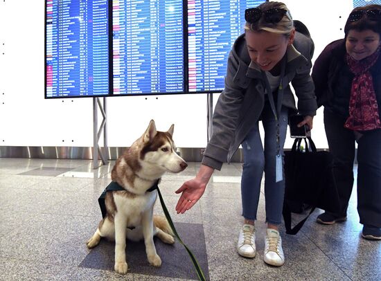 Акция "Обними друга перед полетом" в Домодедово