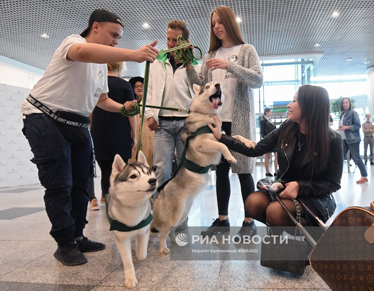 Акция "Обними друга перед полетом" в Домодедово