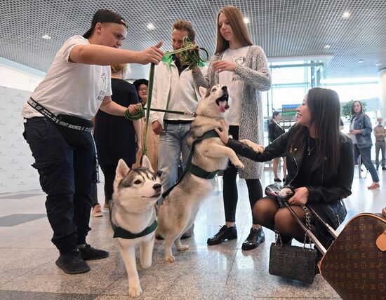 Акция "Обними друга перед полетом" в Домодедово