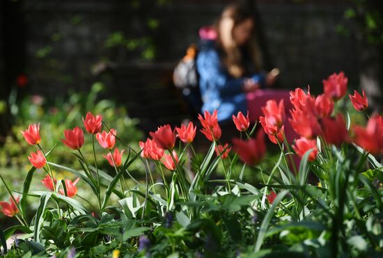 Цветение тюльпанов в Аптекарском огороде