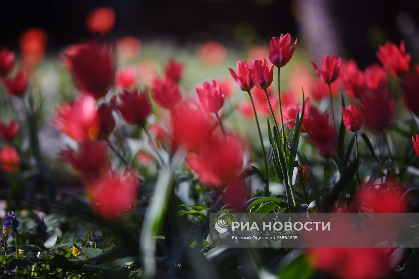 Цветение тюльпанов в Аптекарском огороде