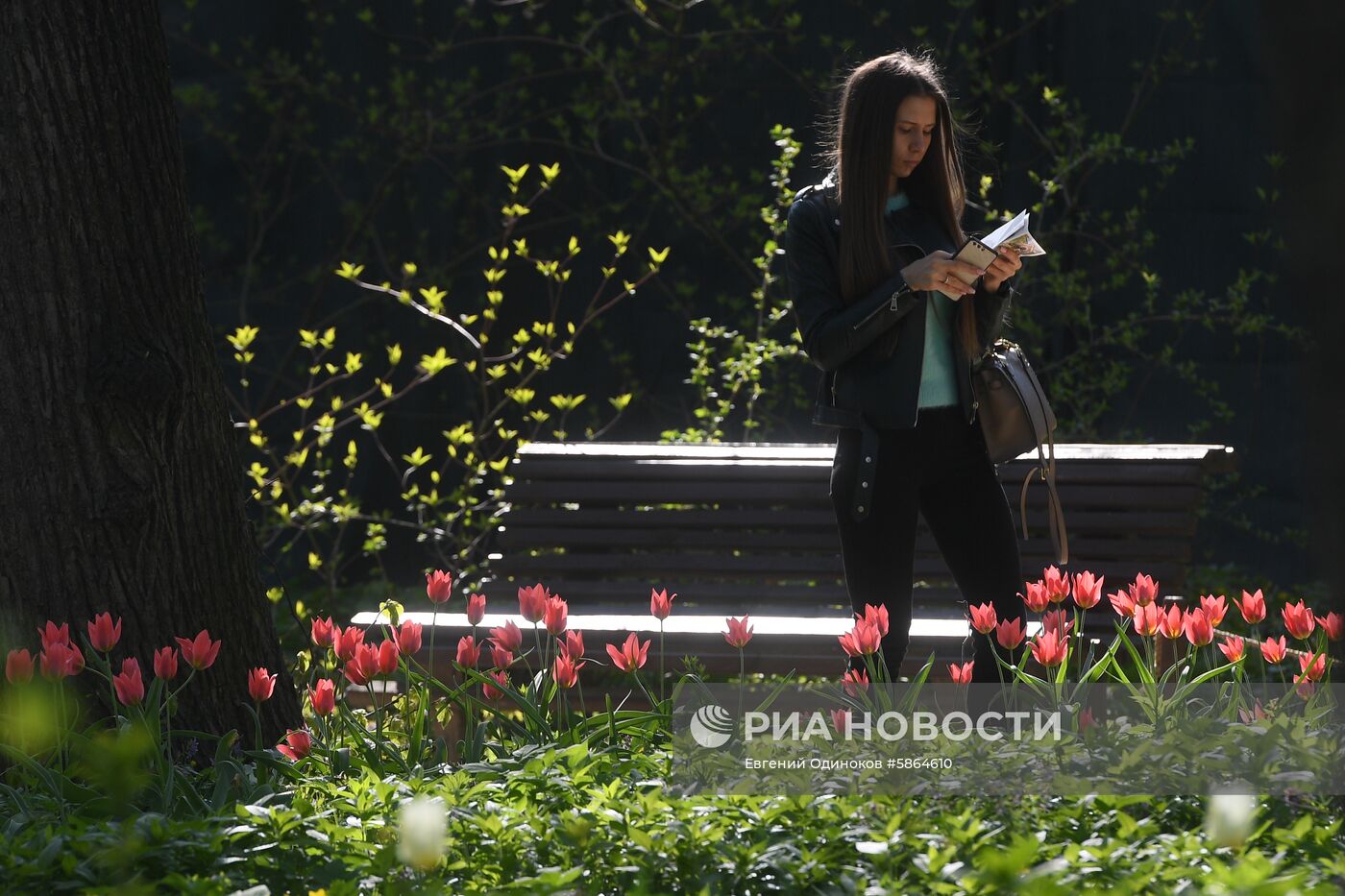 Цветение тюльпанов в Аптекарском огороде