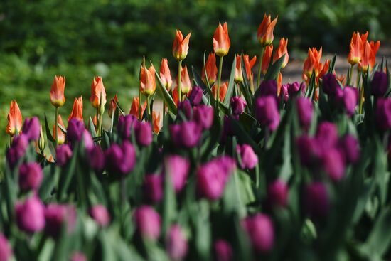 Цветение тюльпанов в Аптекарском огороде
