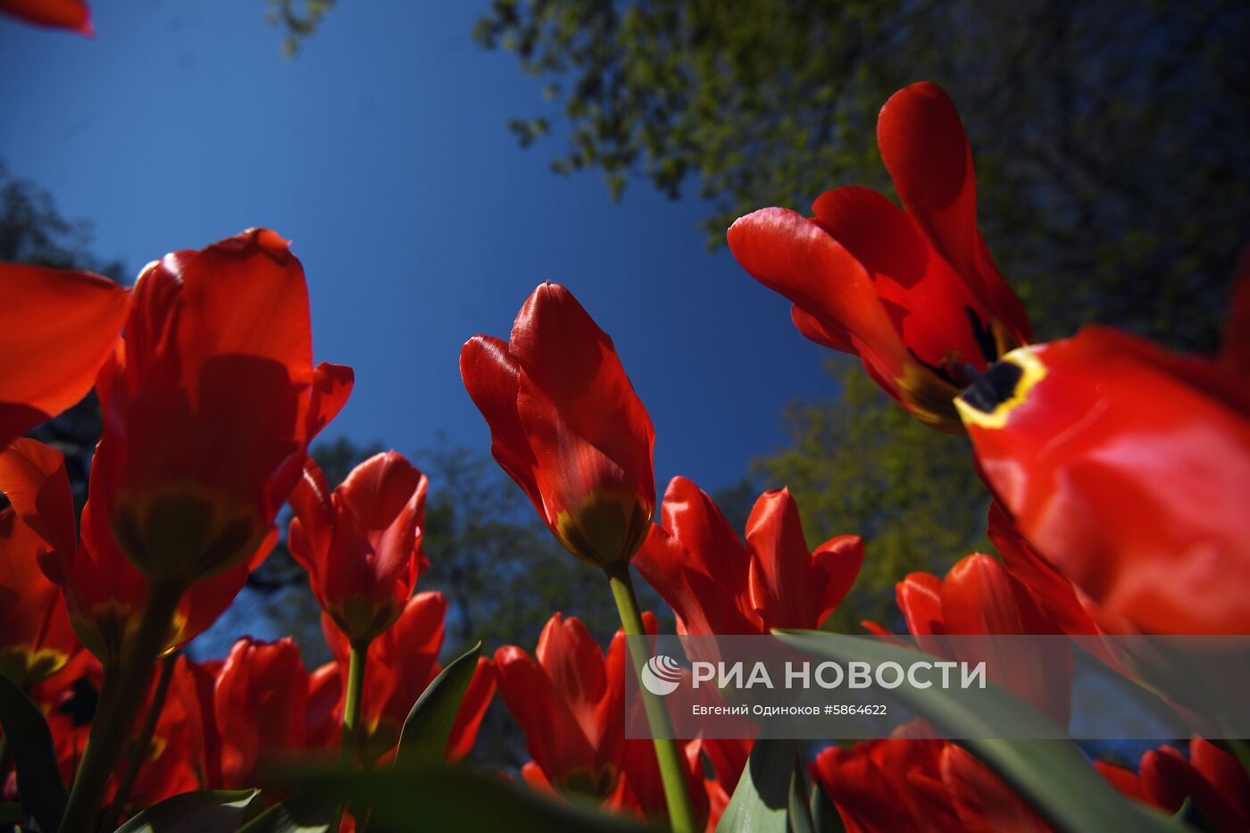 Цветение тюльпанов в Аптекарском огороде