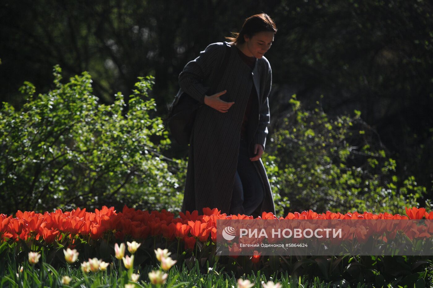 Цветение тюльпанов в Аптекарском огороде