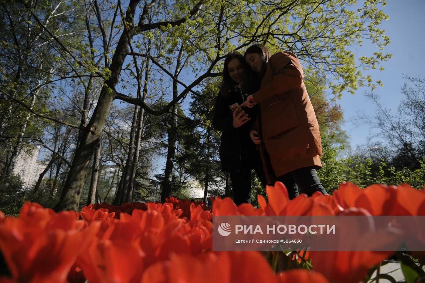 Цветение тюльпанов в Аптекарском огороде