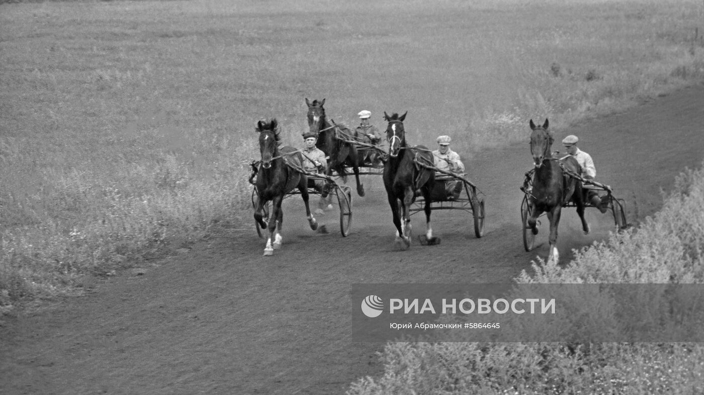 Шадринский конный завод | РИА Новости Медиабанк