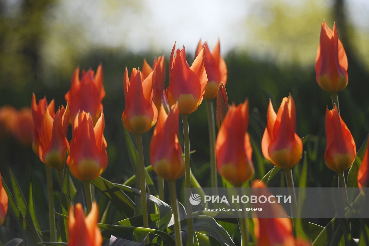 Цветение тюльпанов в Аптекарском огороде