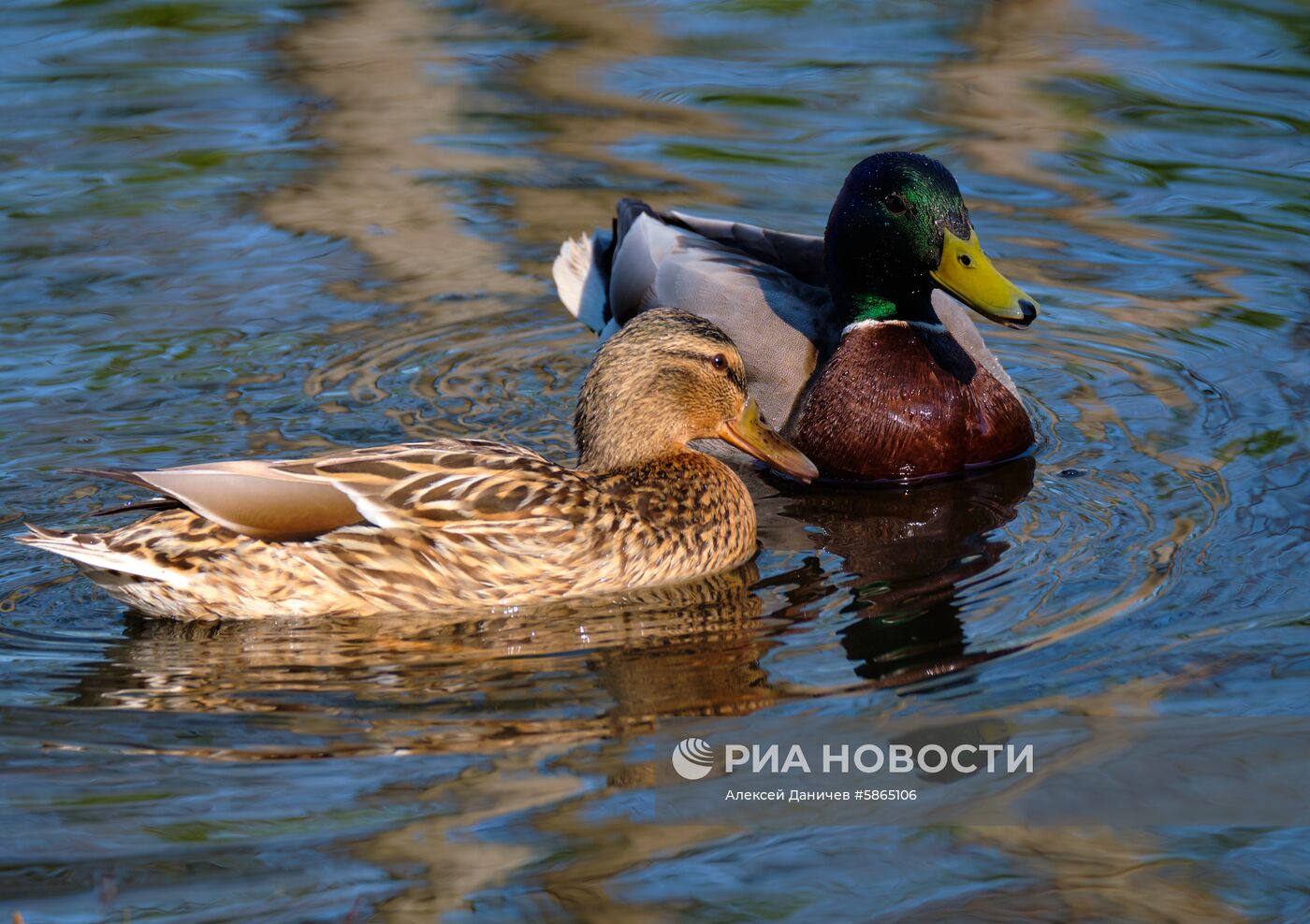 Музей-заповедник "Царское Село"