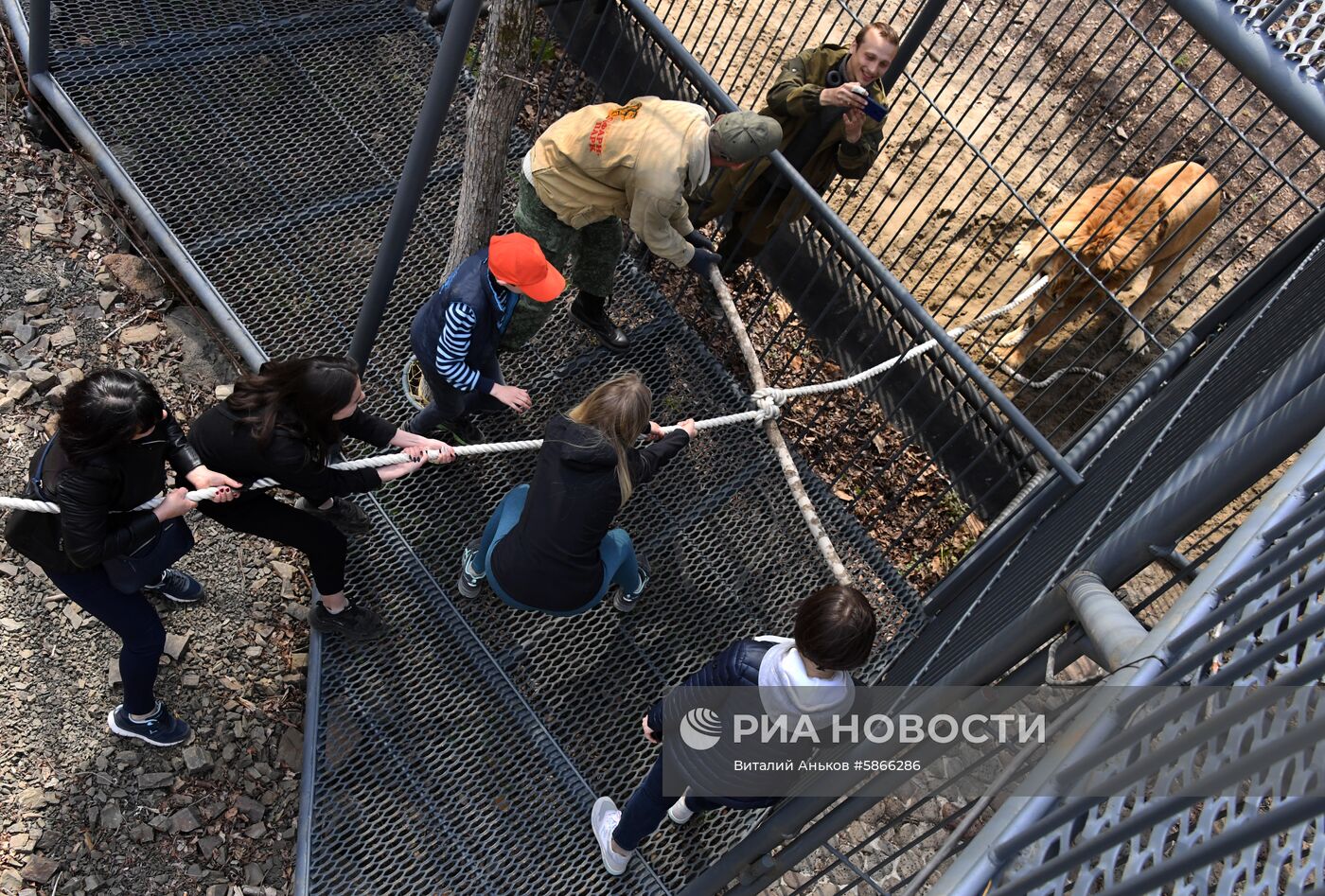 Соревнования по перетягиванию каната с участием львов в Приморском сафари-парке