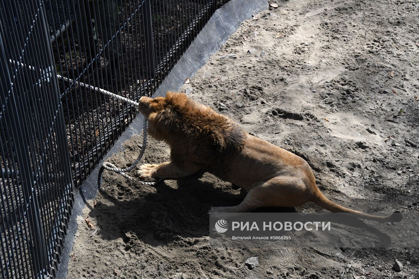 Соревнования по перетягиванию каната с участием львов в Приморском сафари-парке