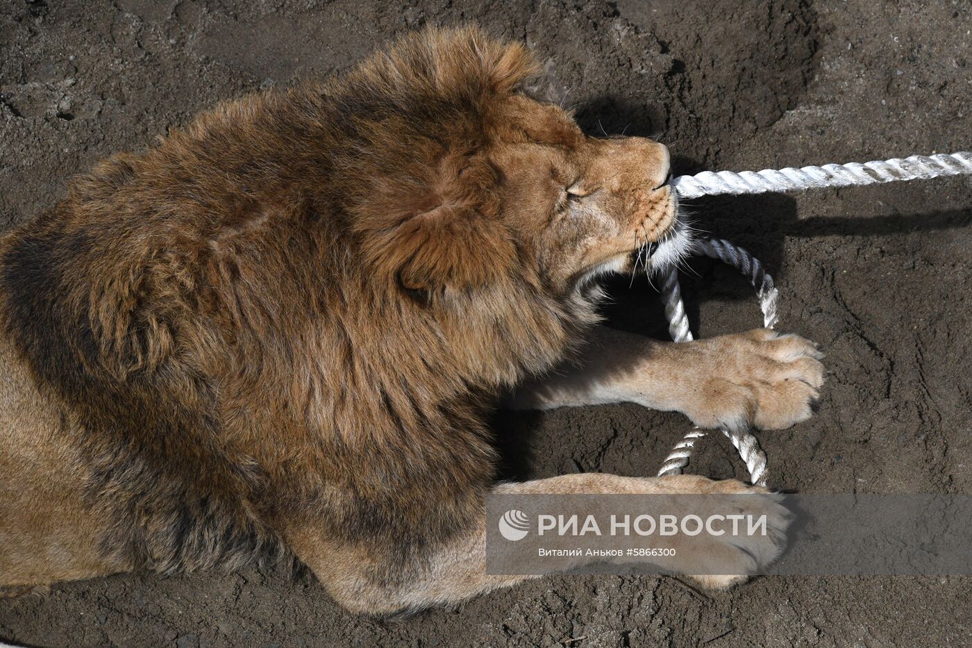 Соревнования по перетягиванию каната с участием львов в Приморском сафари-парке