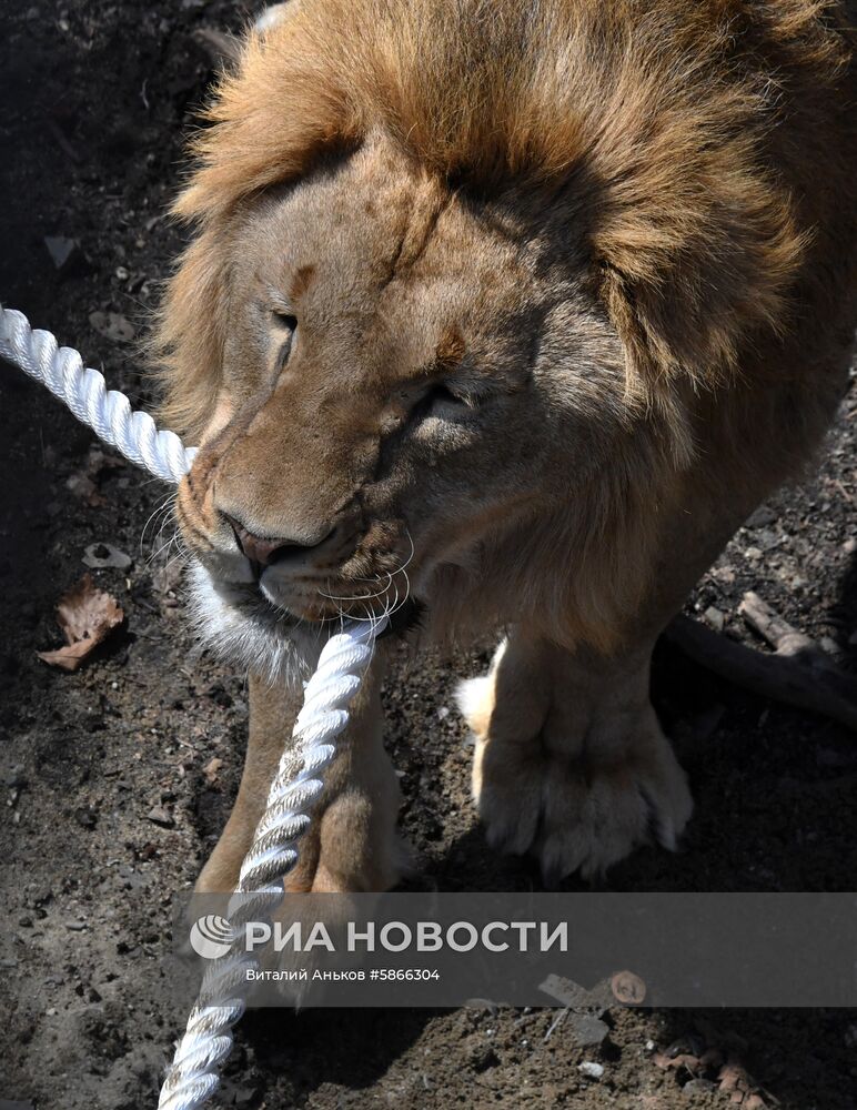 Соревнования по перетягиванию каната с участием львов в Приморском сафари-парке