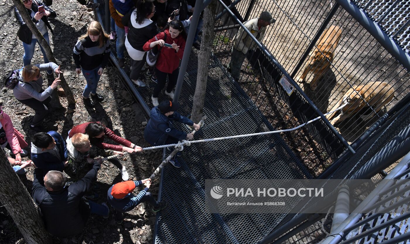 Соревнования по перетягиванию каната с участием львов в Приморском сафари-парке