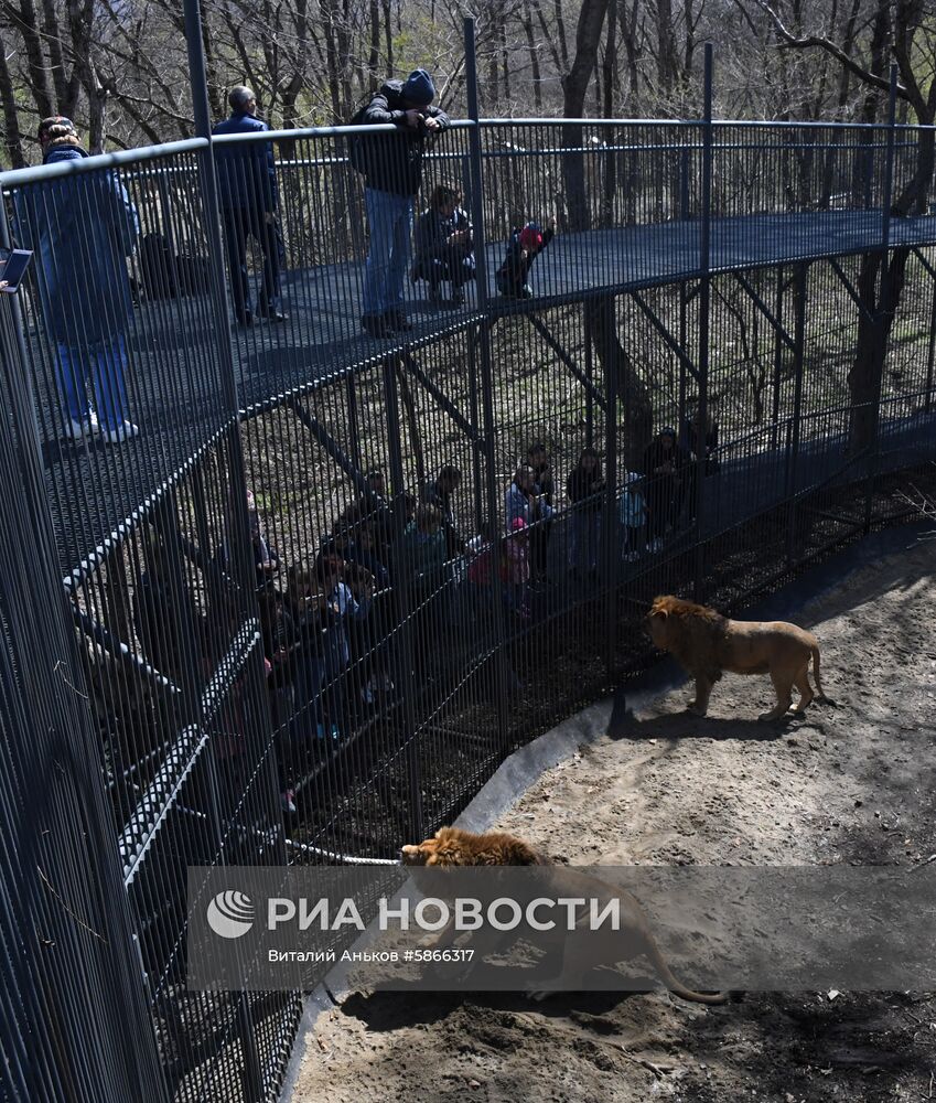 Соревнования по перетягиванию каната с участием львов в Приморском сафари-парке