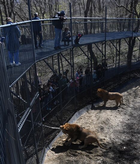 Соревнования по перетягиванию каната с участием львов в Приморском сафари-парке