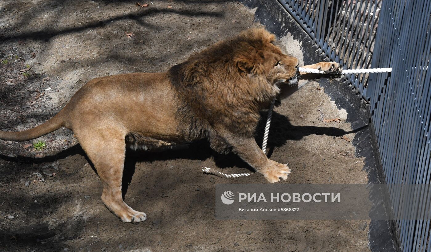 Соревнования по перетягиванию каната с участием львов в Приморском сафари-парке