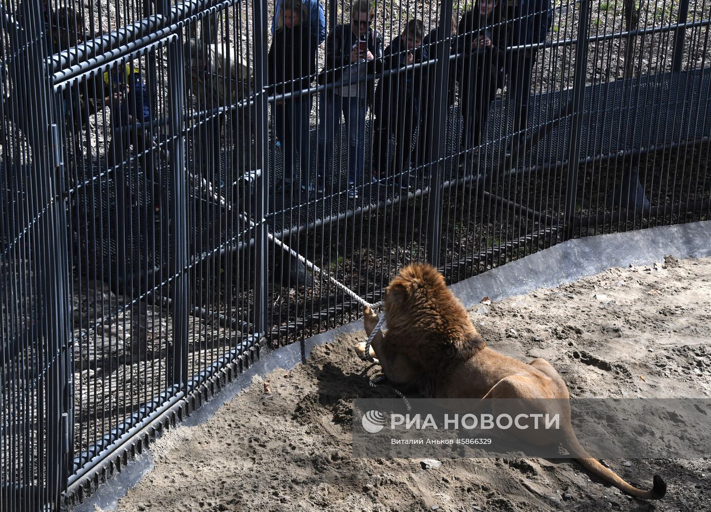 Соревнования по перетягиванию каната с участием львов в Приморском сафари-парке