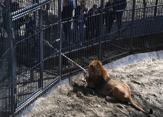 Соревнования по перетягиванию каната с участием львов в Приморском сафари-парке