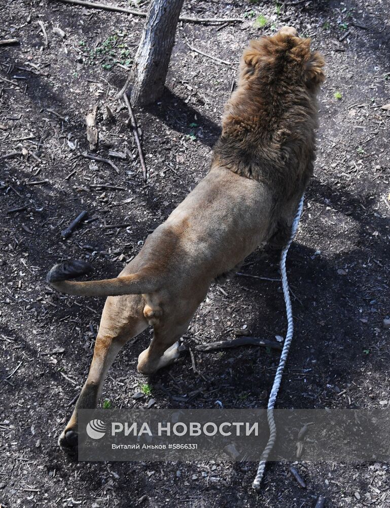 Соревнования по перетягиванию каната с участием львов в Приморском сафари-парке