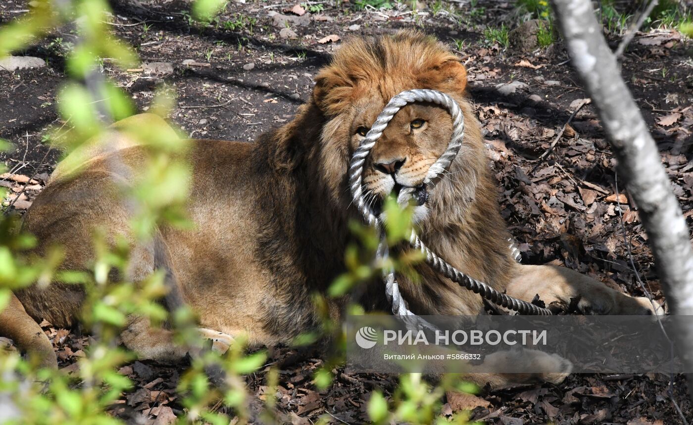 Соревнования по перетягиванию каната с участием львов в Приморском сафари-парке