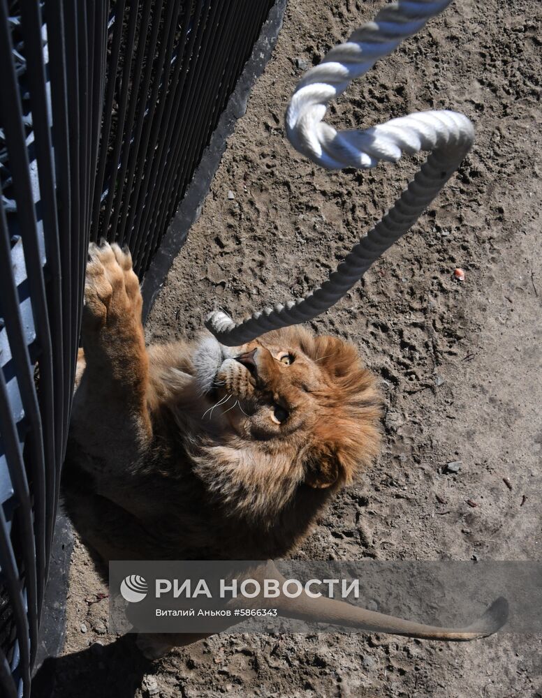 Соревнования по перетягиванию каната с участием львов в Приморском сафари-парке