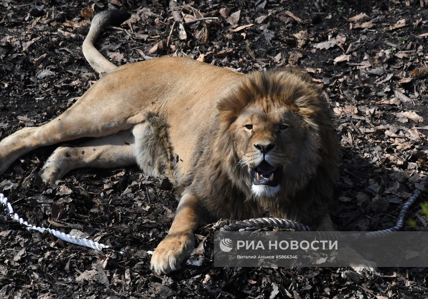 Соревнования по перетягиванию каната с участием львов в Приморском сафари-парке