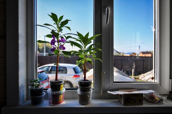 Москвичи на дачных участках в выходные дни