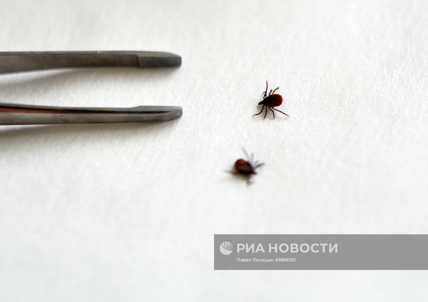 Профилактика распространения клещей в Екатеринбурге