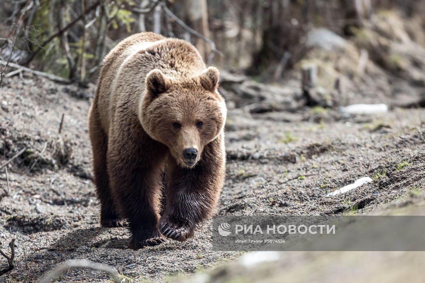 Регионы России. Карелия