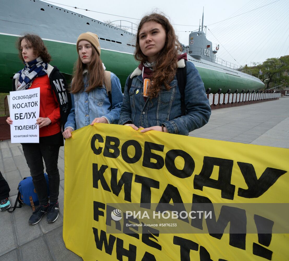 Пикет в защиту косаток и белух в бухте Средняя