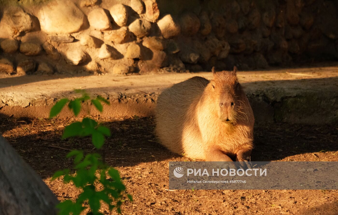 Обитатели Московского зоопарка