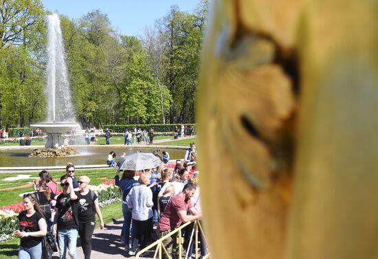 Весенний праздник фонтанов в Петергофе