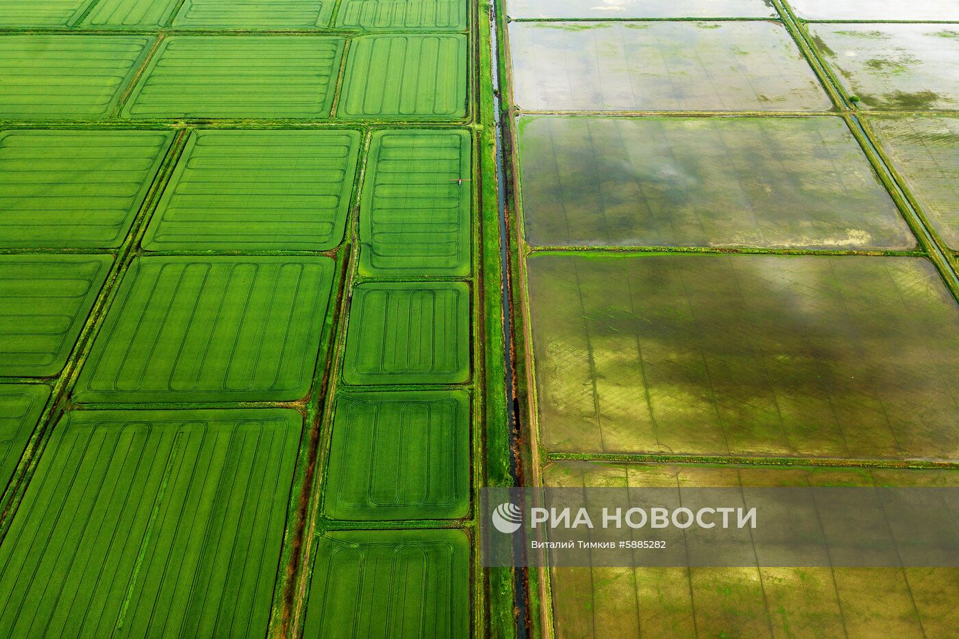 Выращивание риса в Краснодарском крае