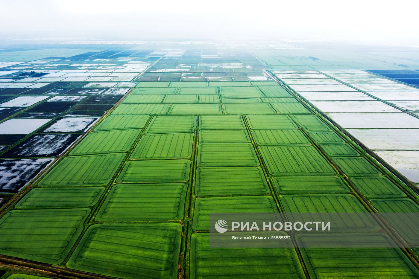 Выращивание риса в Краснодарском крае