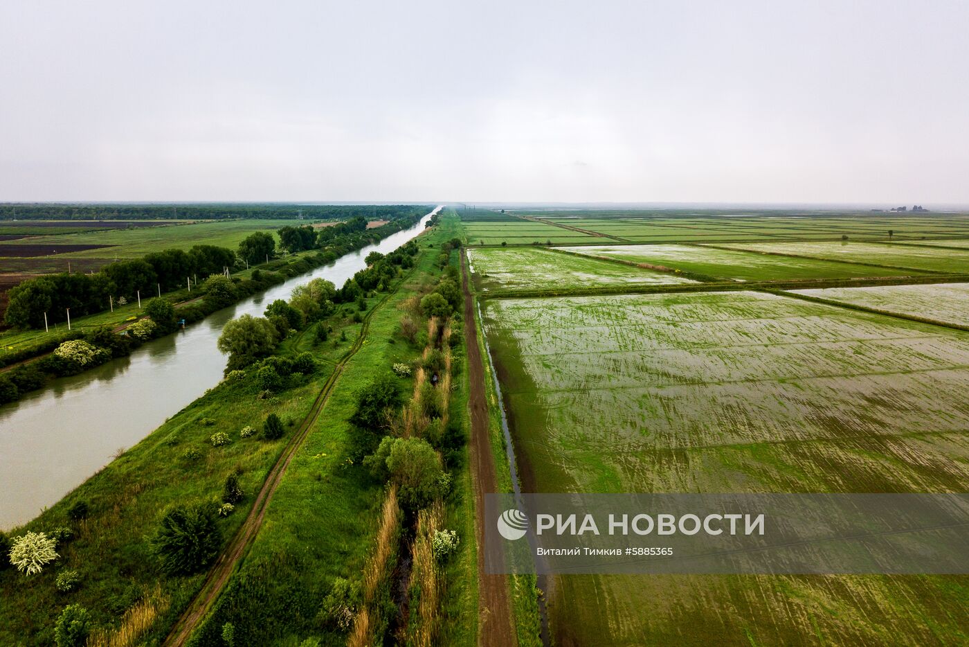 Выращивание риса в Краснодарском крае