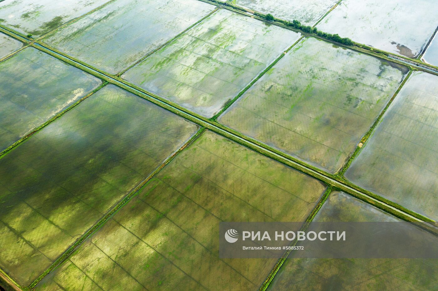 Выращивание риса в Краснодарском крае