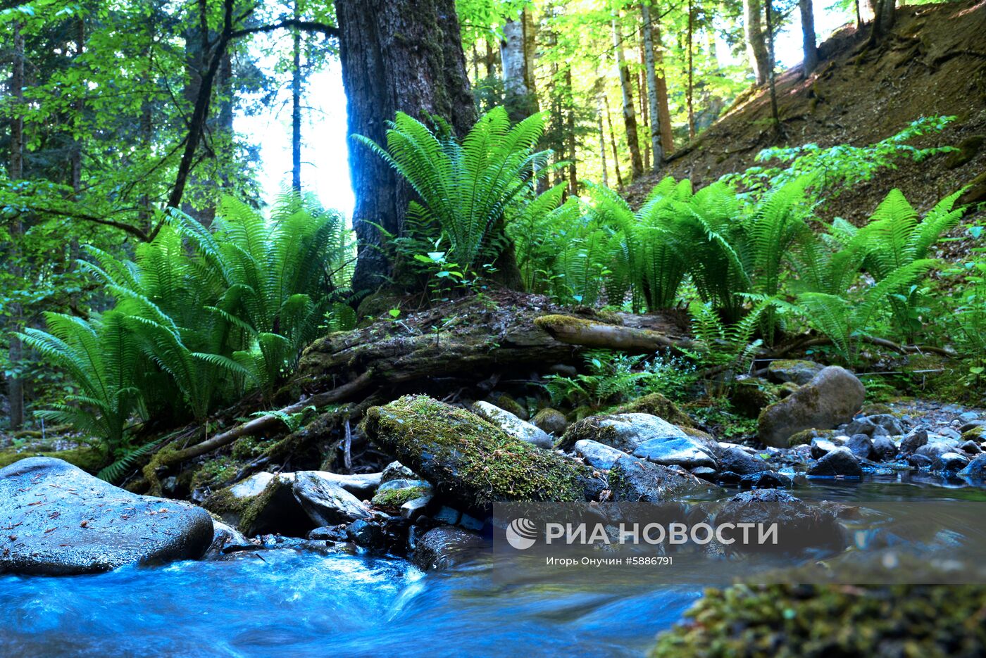 Кавказский заповедник