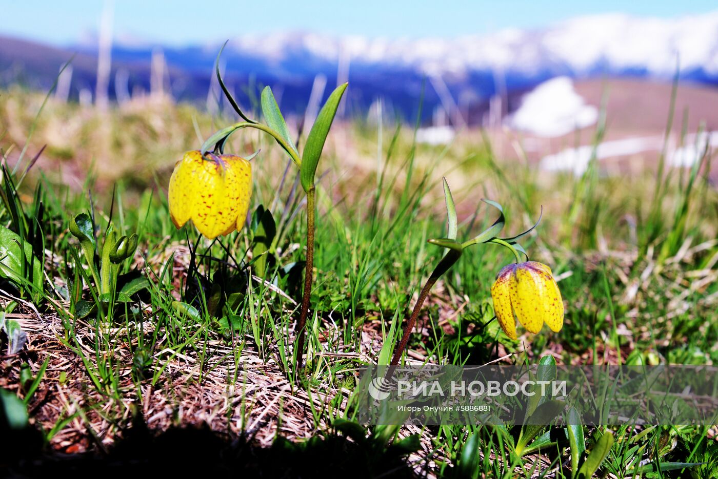 Кавказский заповедник