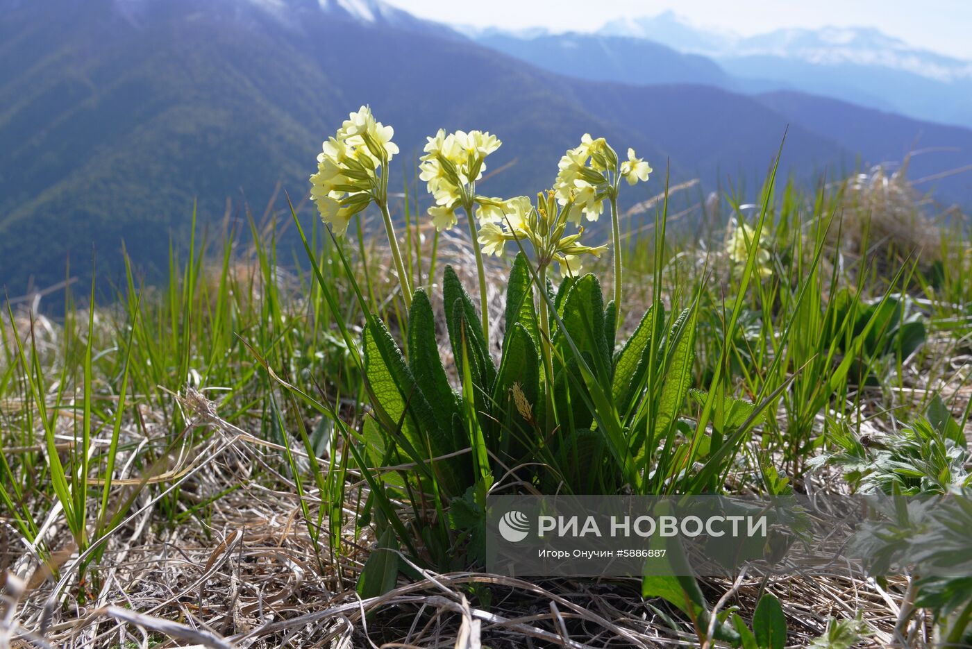 Кавказский заповедник