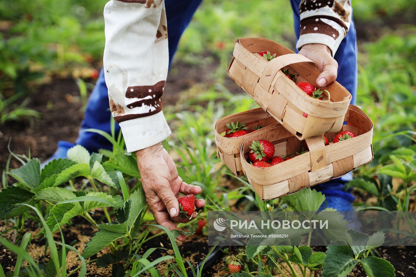 Выращивание клубники в Краснодарском крае