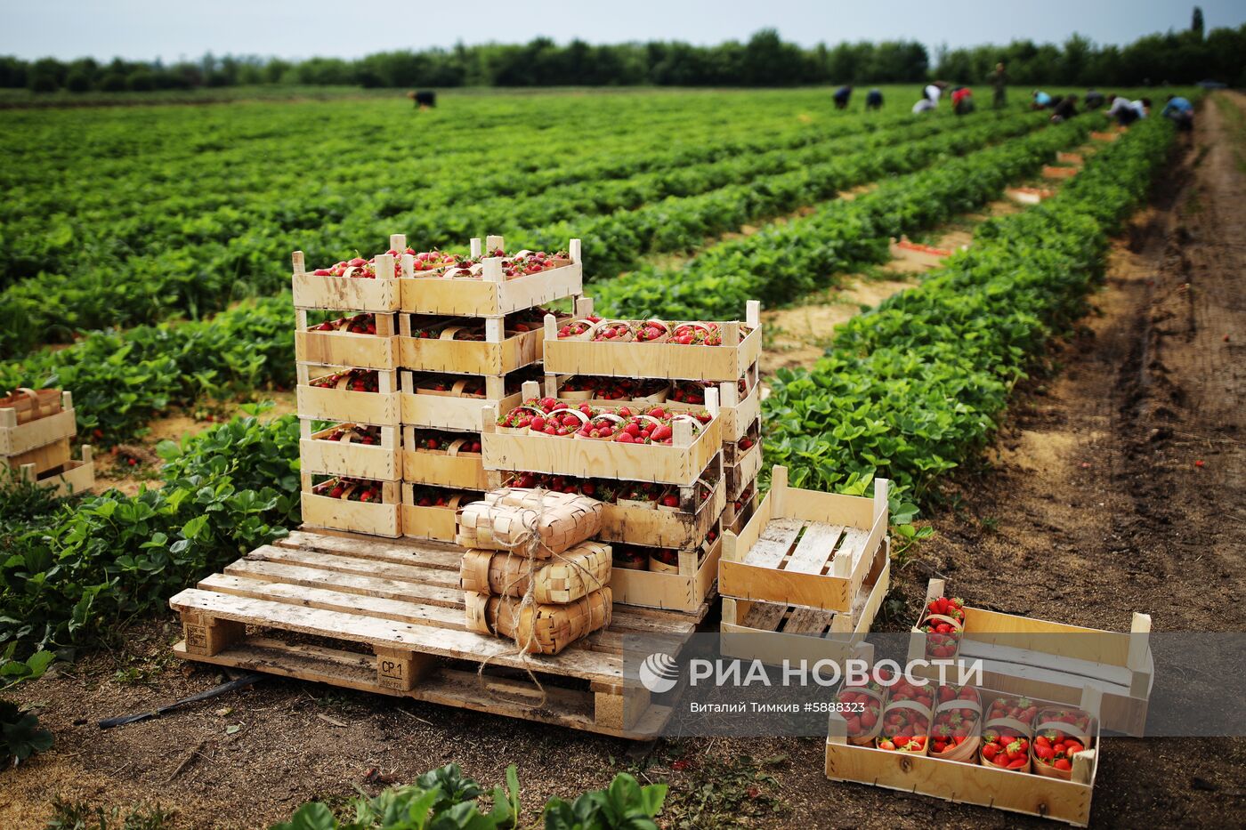 Выращивание клубники в Краснодарском крае