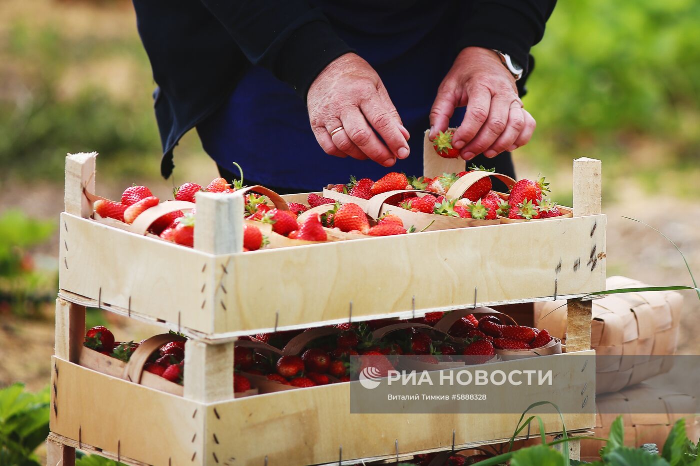 Выращивание клубники в Краснодарском крае