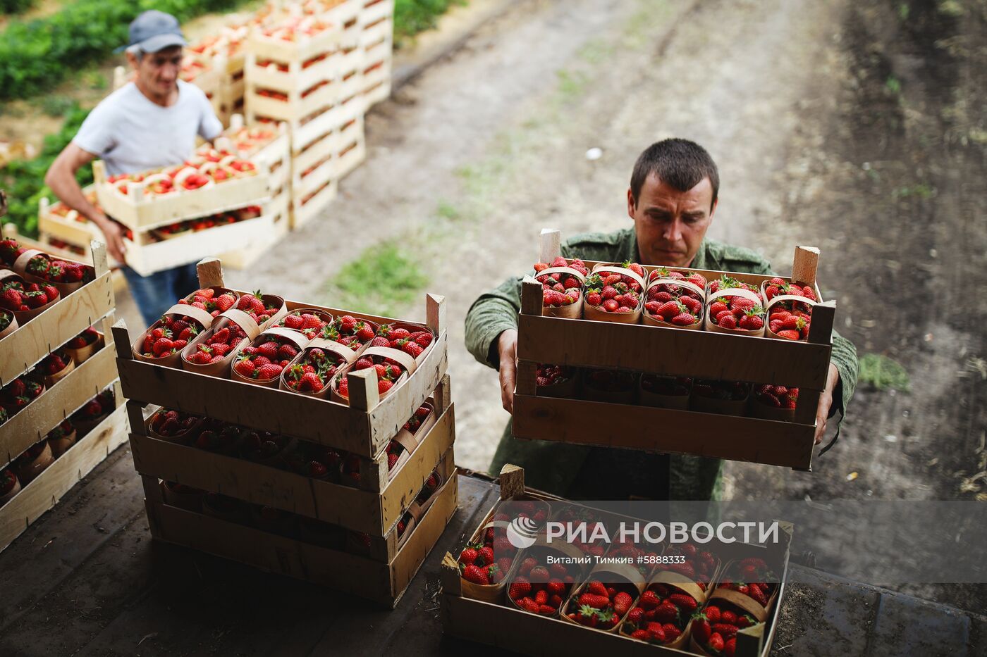 Выращивание клубники в Краснодарском крае