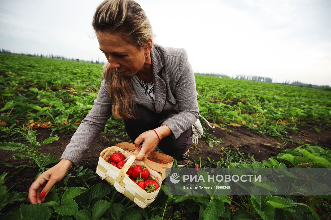 Выращивание клубники в Краснодарском крае