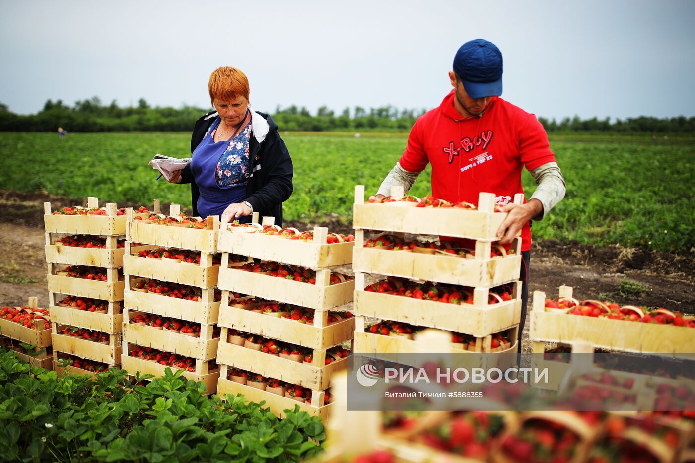 Выращивание клубники в Краснодарском крае