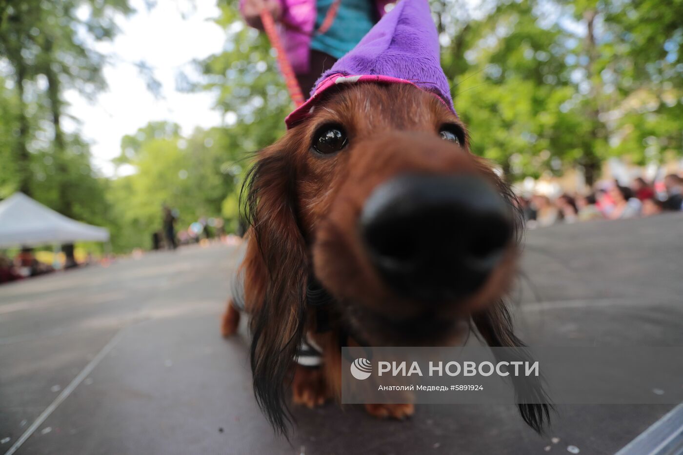 "Такс парад" в Санкт-Петербурге